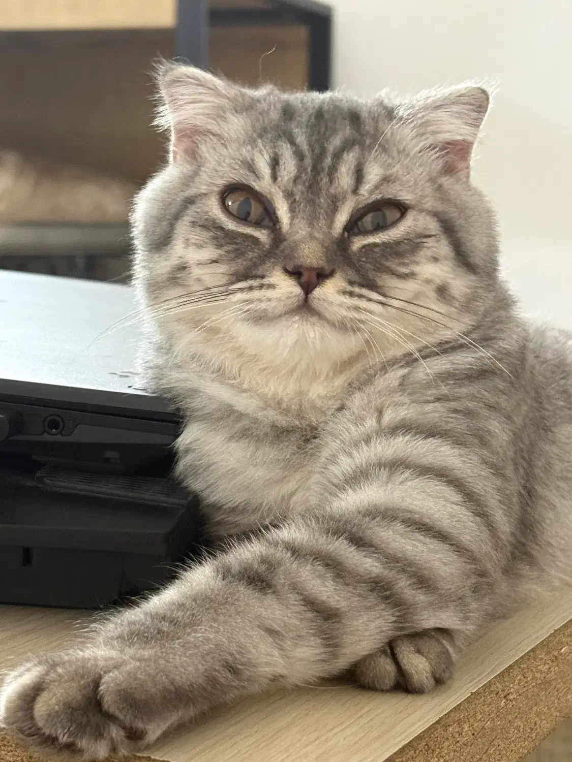 گربه نر اسکاتیش|گربه|ایرانشهر, |دیوار