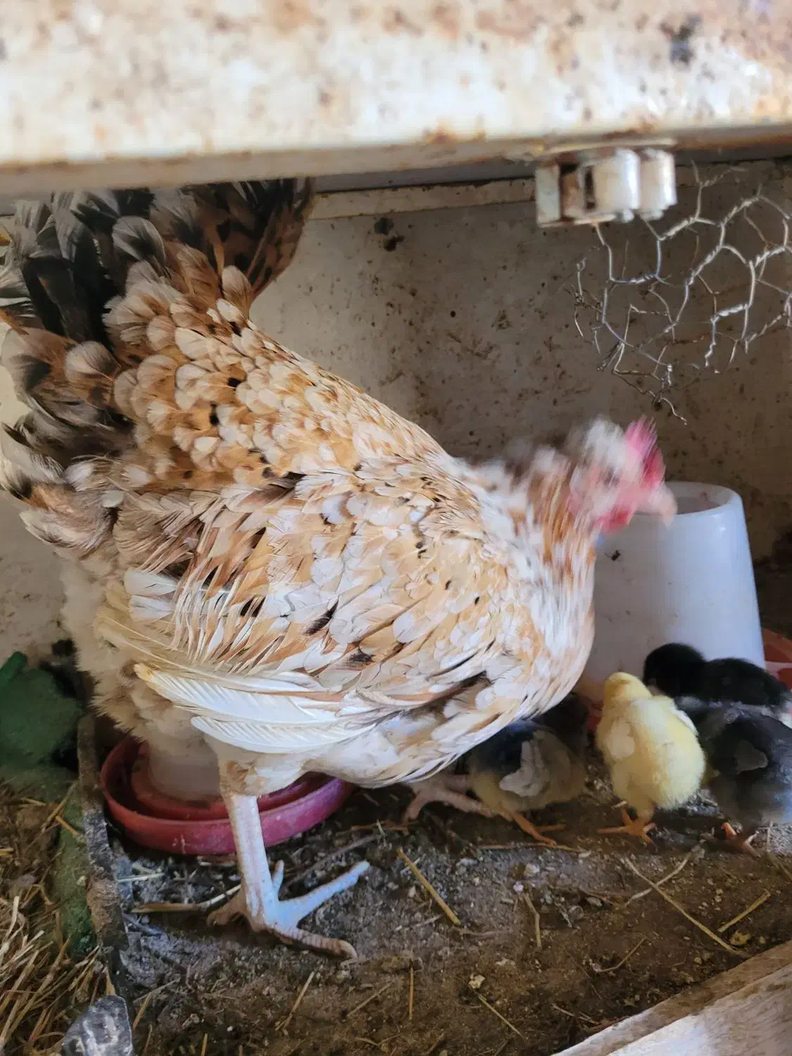 جوجه گلین|حیوانات مزرعه|ماهدشت, |دیوار