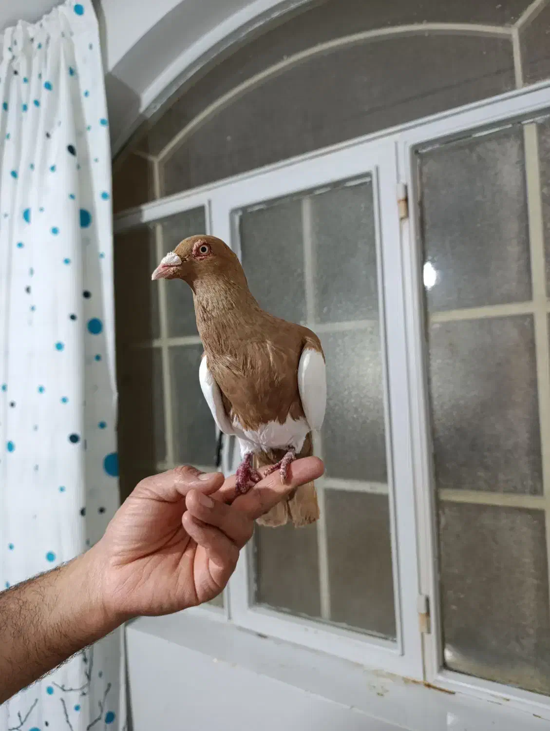 کبوتر یهود|پرنده|شال, |دیوار