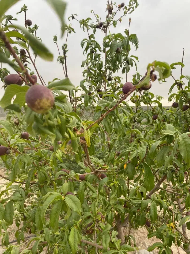 باغچه ۶۰۰ متری /سندار/فول انشعابات/کریم اباد|فروش خانه و ویلا|شریفآباد, |دیوار