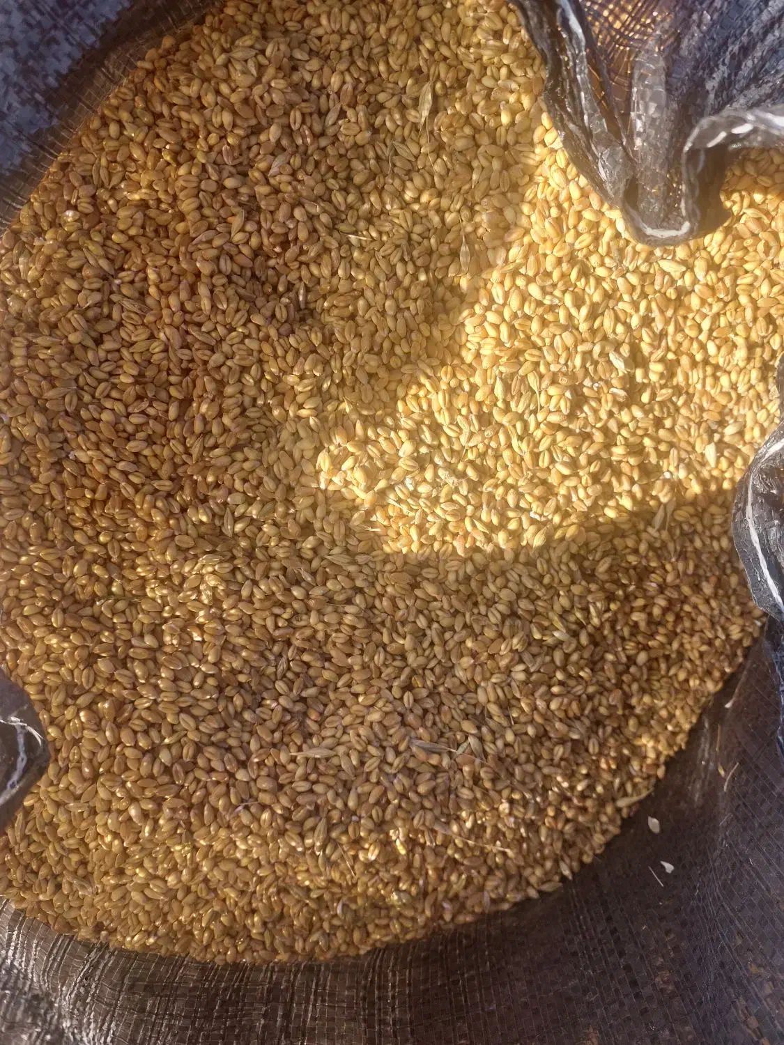 گندم او کلید بذری|خدمات باغبانی و درختکاری|اردبیل, |دیوار