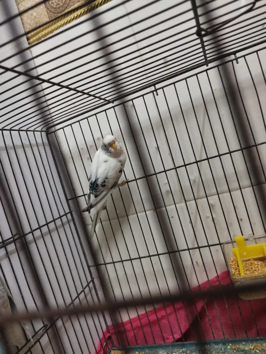 یک جفت مرغ عشق|پرنده|یزد, |دیوار