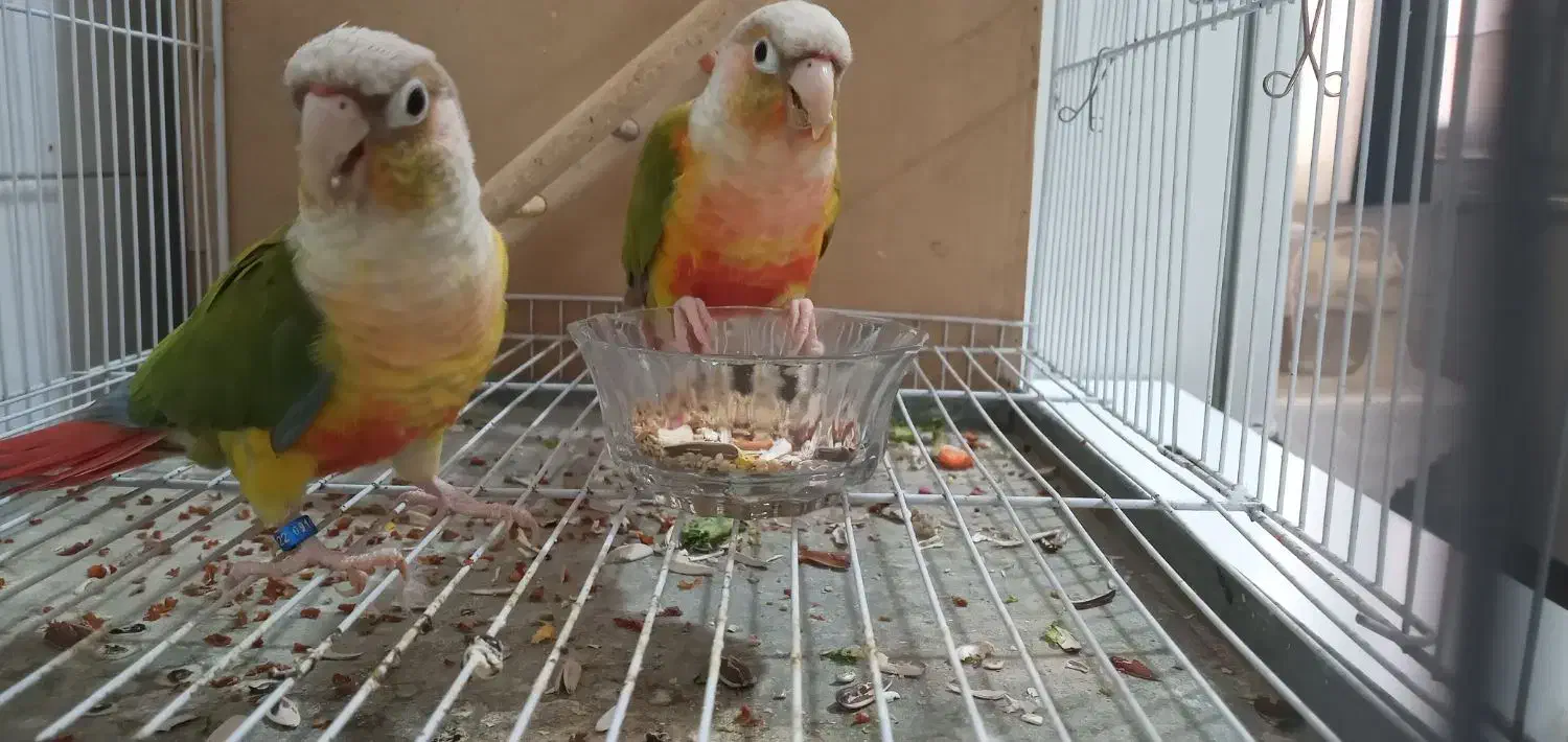 جفت گرینچیک نر و ماده|پرنده|مشهد, کوی المهدی|دیوار