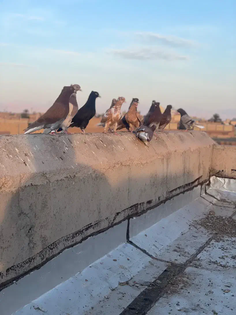 ۱۲عدد دم‌سفید همه رنگی|حیوانات|یزد, |دیوار