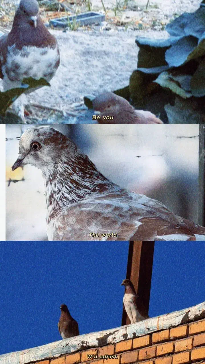 کبوتر پرشی ملقی. نقطه|پرنده|شهر بابک, |دیوار