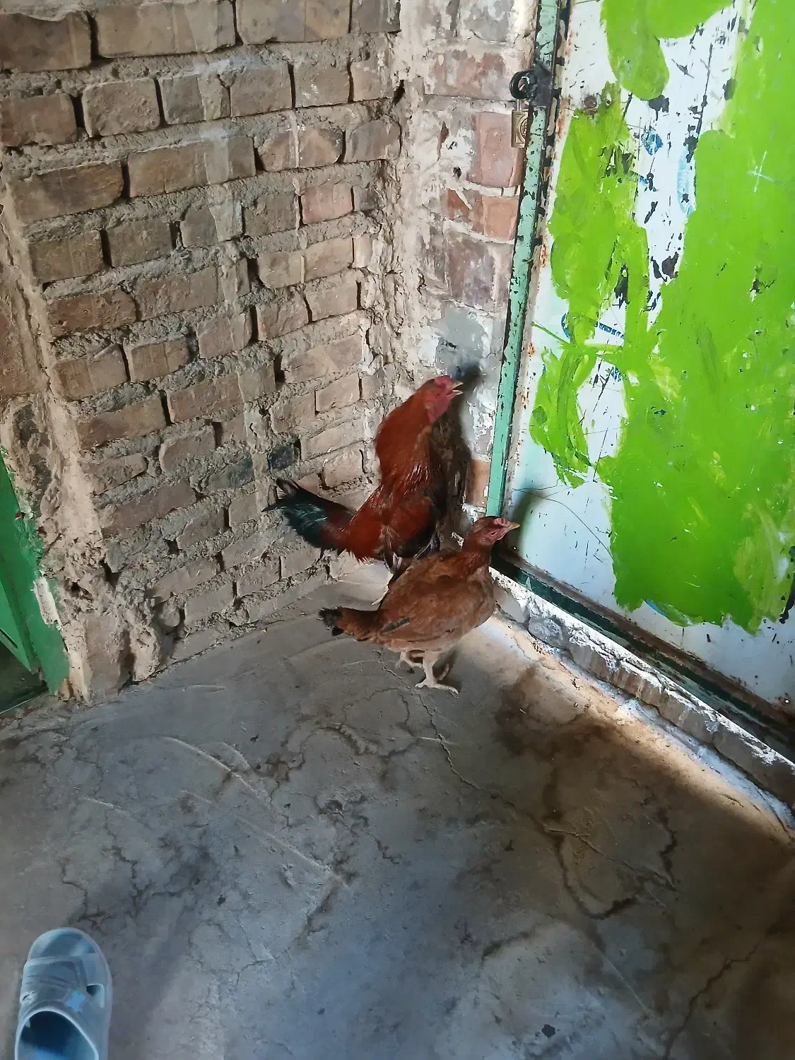 مرغ محلی|پرنده|خاش, |دیوار