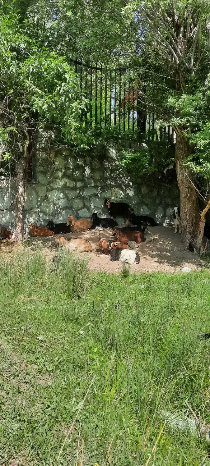 گوسفند.میش.بز سرحال و قبراق|حیوانات مزرعه|کرج, شهرک امیر المومنین|دیوار