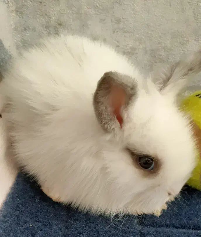 خرگوش لوپ سالم و شیطون|موش و خرگوش|میانه, |دیوار