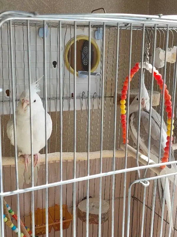 عروس هلندی مولد|پرنده|گیلان غرب, |دیوار