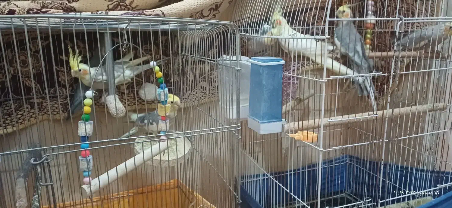 جوجه عروس هلندی|پرنده|قم, پردیسان|دیوار