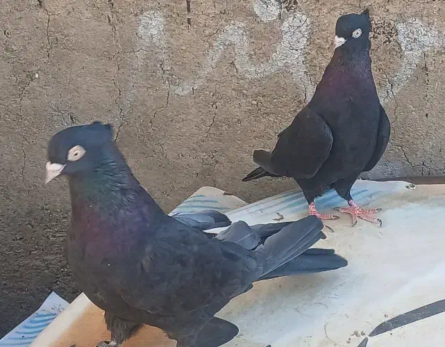 کبوتر زاغ اصل|پرنده|سامان, |دیوار