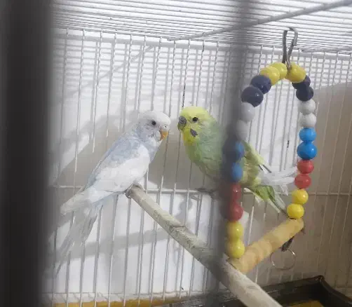 مرغ عشق بالغ|پرنده|سراوان, |دیوار