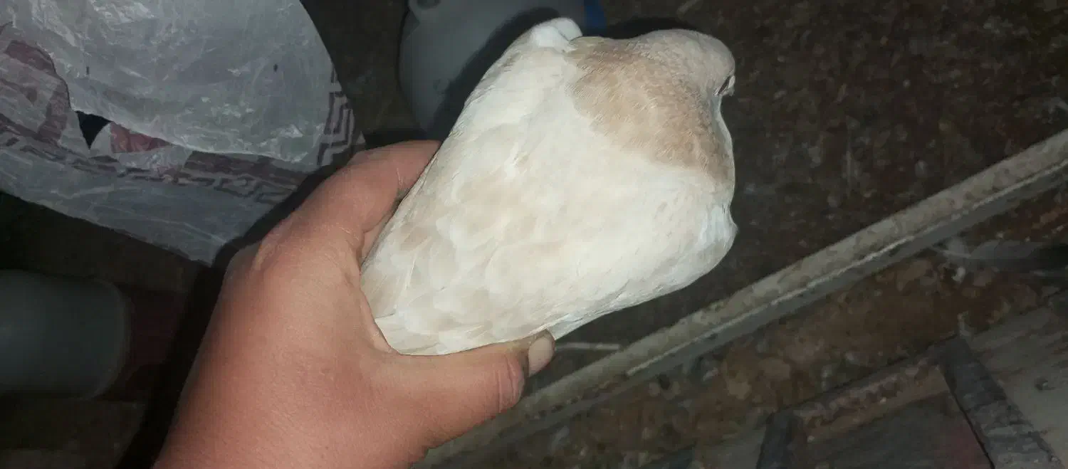 فروشی کبوتر|پرنده|کوهمره, |دیوار