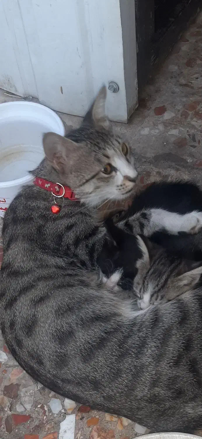 گربه گم شده|حیوانات|خرم‌آباد, |دیوار