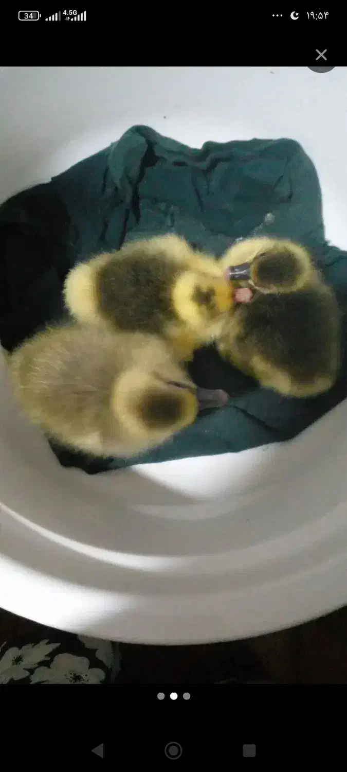 خریدار تخم غاز و بوقلمون نطفه دار|حیوانات مزرعه|گمیشان, |دیوار