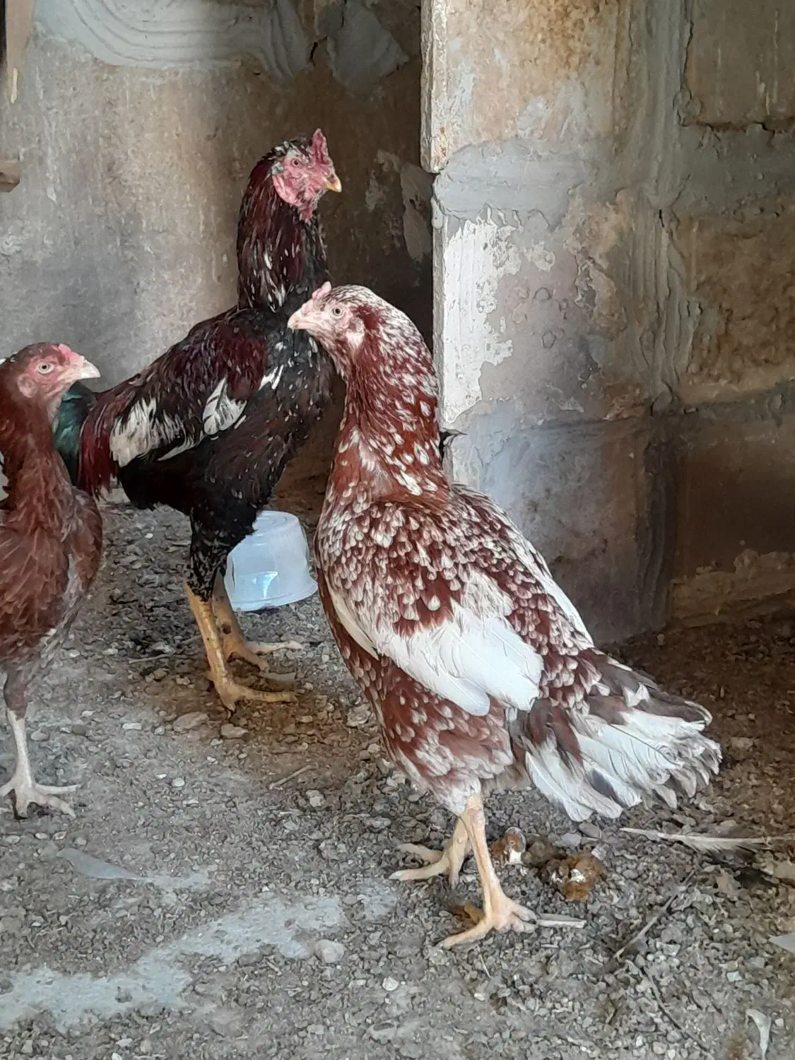 مرغ خروس لاری|حیوانات مزرعه|مهریز, |دیوار