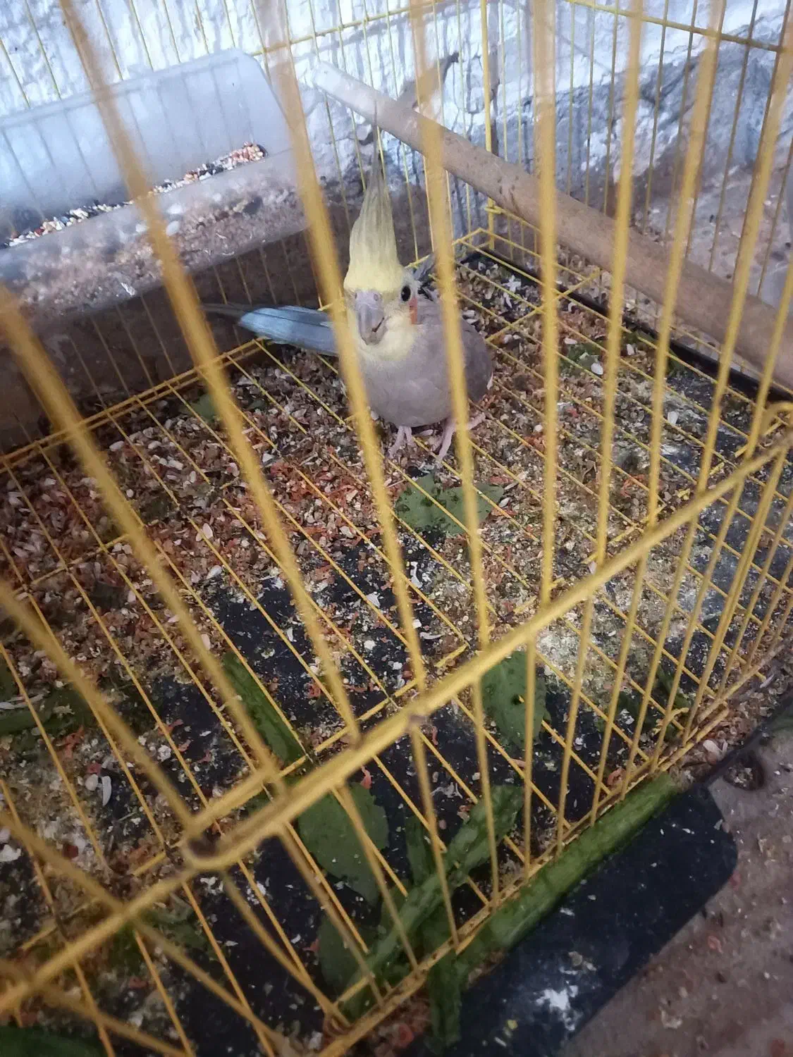 عروس با جوجه|پرنده|بندر ماهشهر, |دیوار