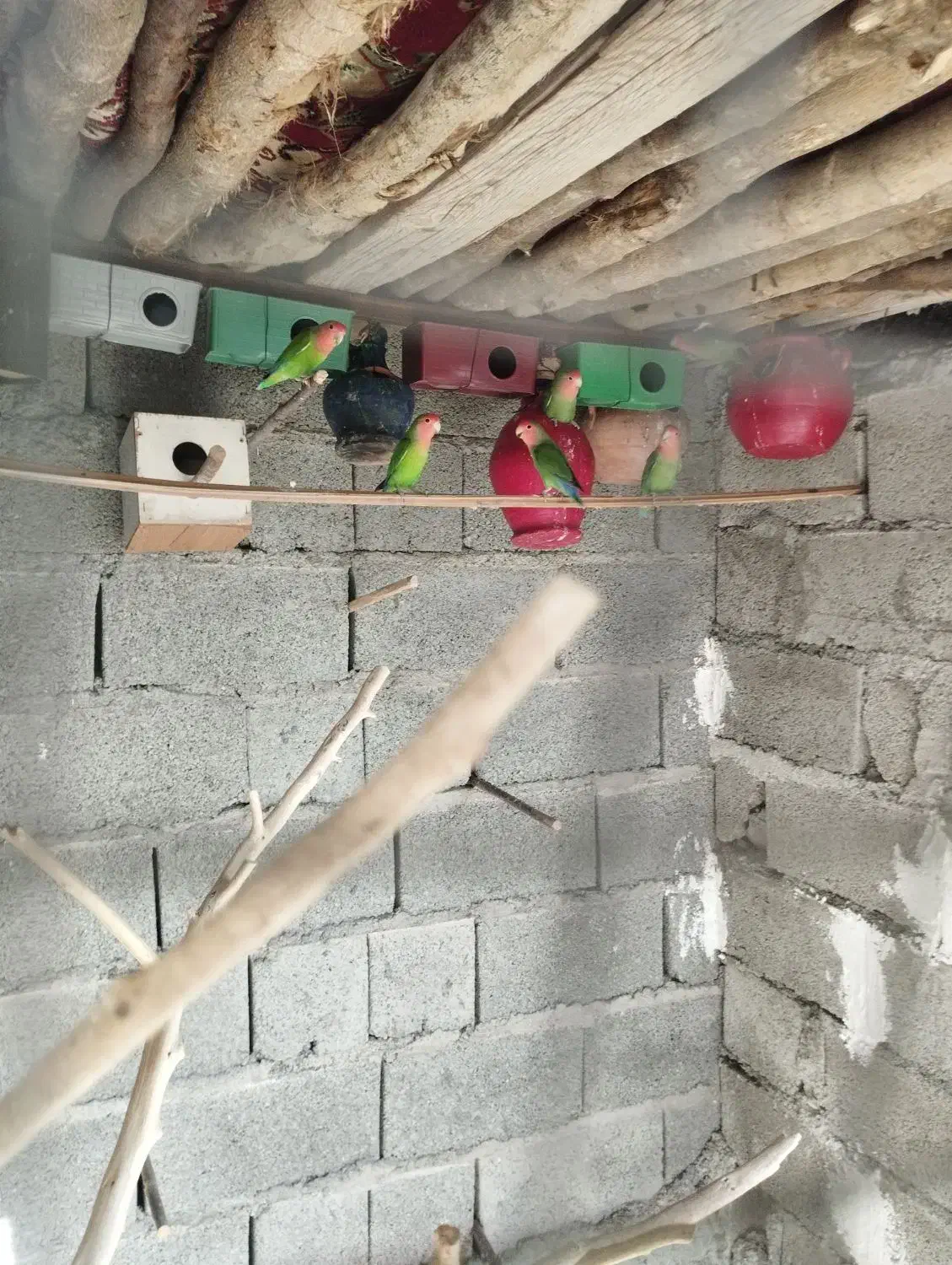 سلام دوستان عزیز چند جفت طوطی برزیلی برای فروش|پرنده|قصرقند, |دیوار