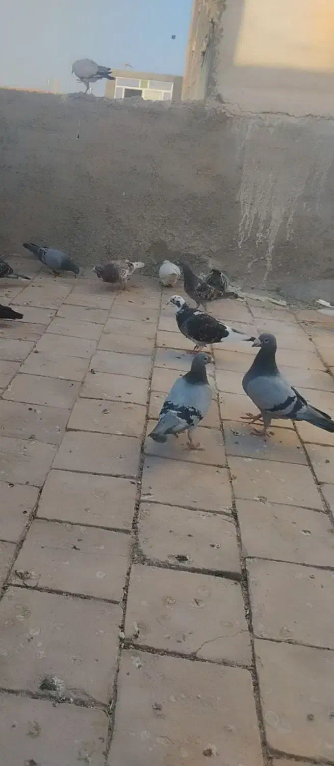 خ اعرافی|پرنده|میبد, |دیوار