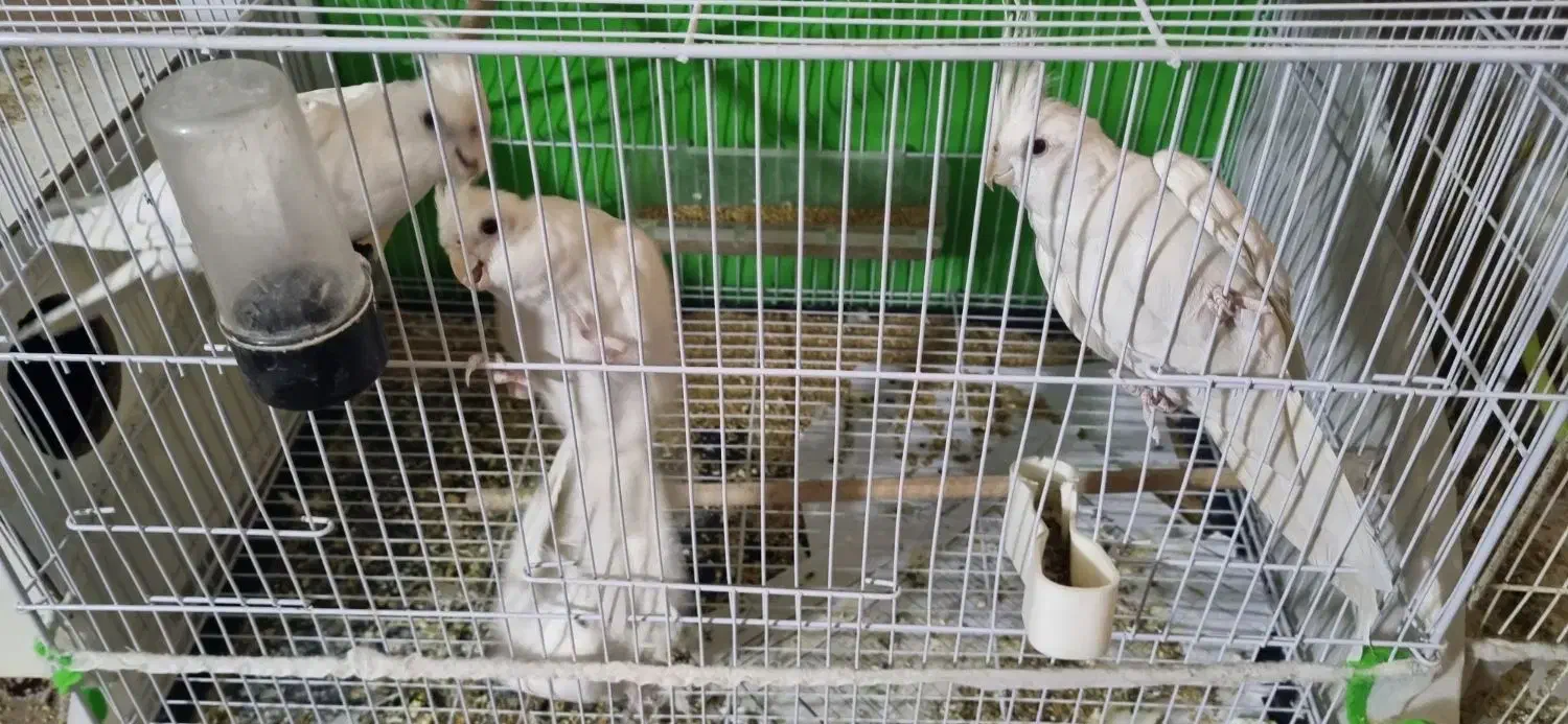 عروس هلندی کوتوله قناری شاه طوطی ملنگو|پرنده|مشهد, حیدرآباد|دیوار