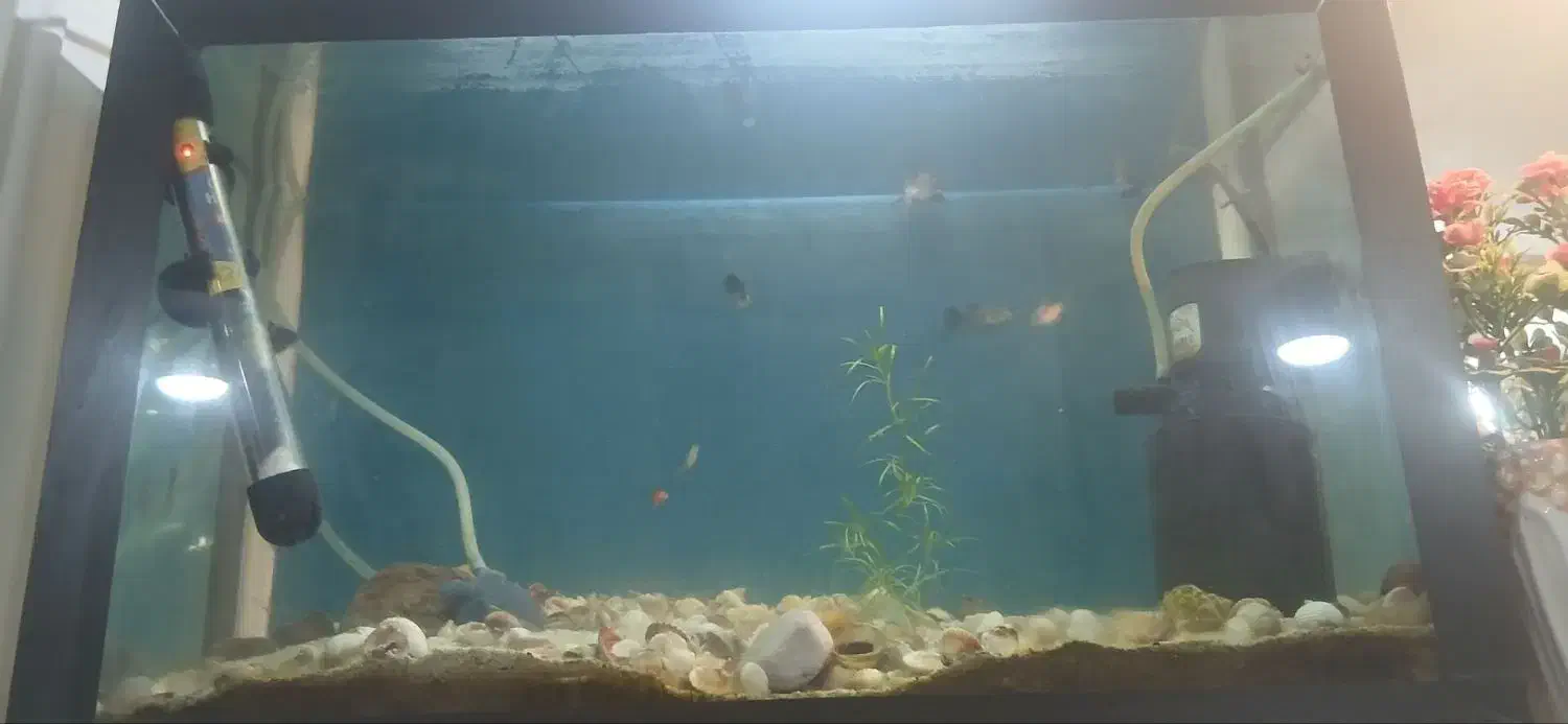 باسلام ماهی گوپی همه نژاد|ماهی|خرم‌آباد, |دیوار