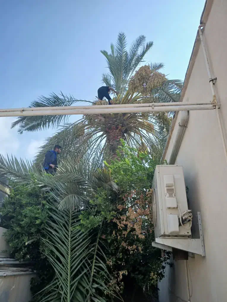 قطع نخل|خدمات باغبانی و درختکاری|بوشهر, |دیوار