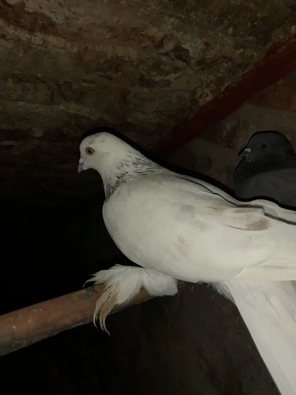 کبوتر دورگه|پرنده|ساری, |دیوار