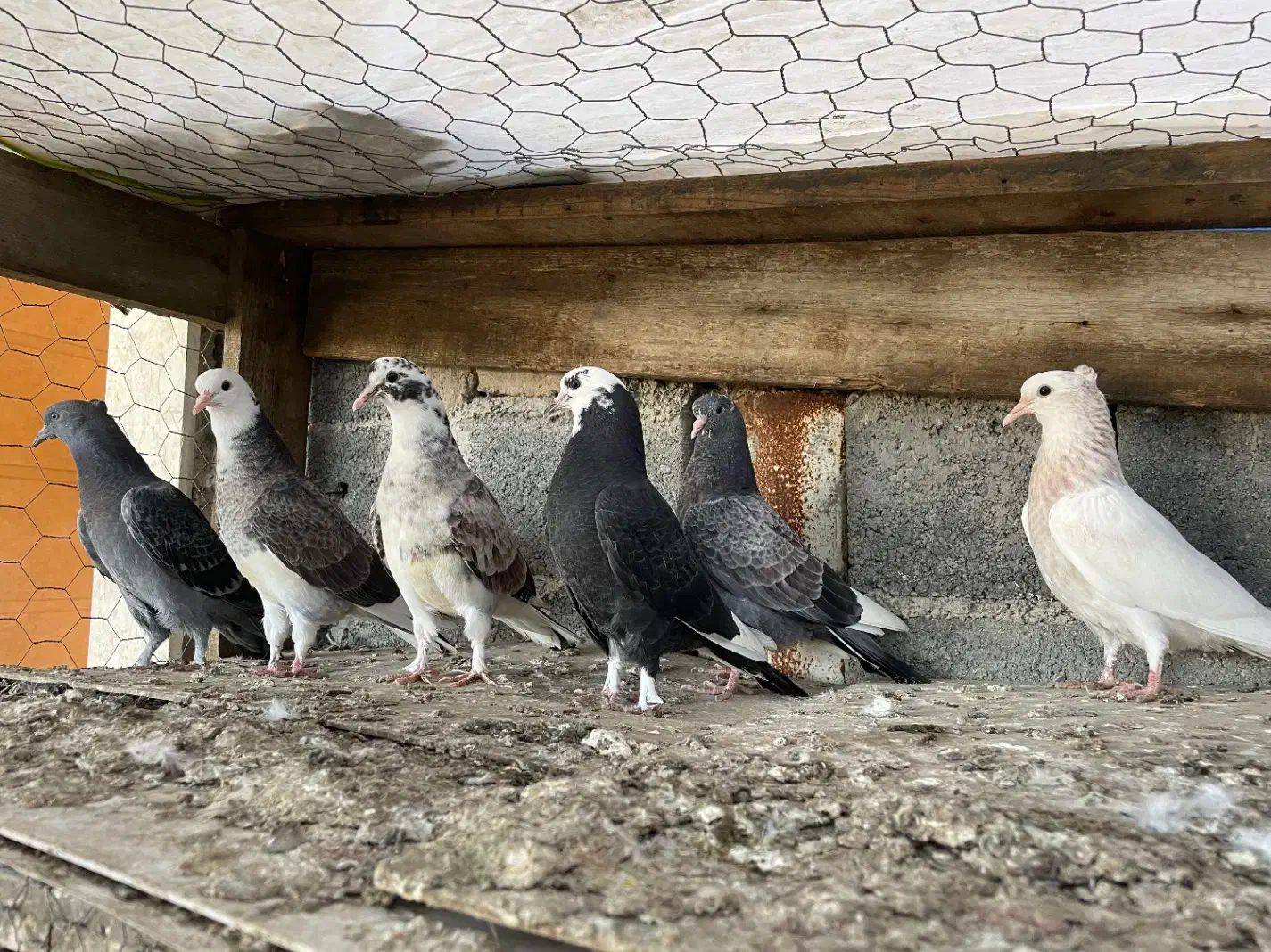 کبوتر جوجه پرشی|پرنده|قائمشهر, |دیوار