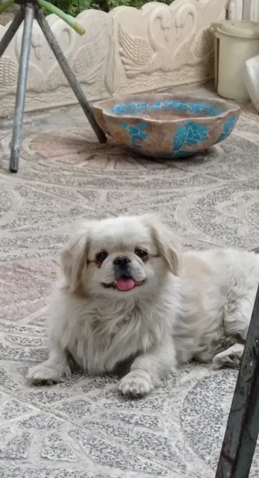 پیکینیز امپریال|سگ|ملایر, |دیوار