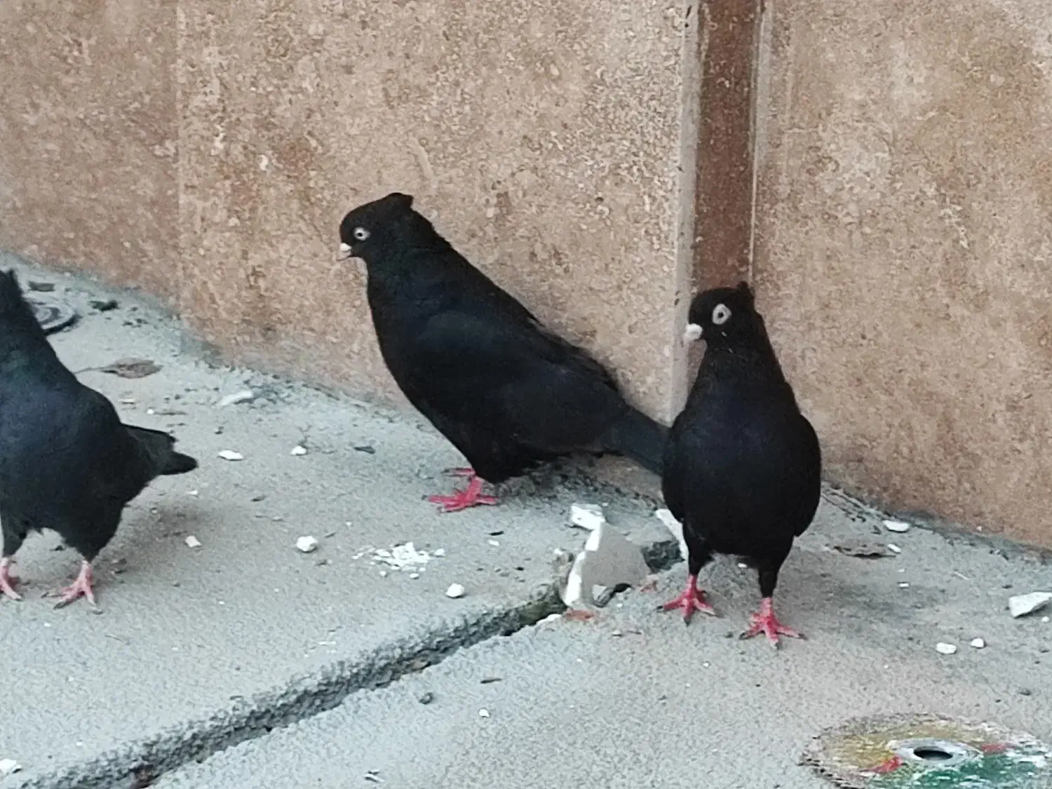 کبوتر|پرنده|ایذه, |دیوار