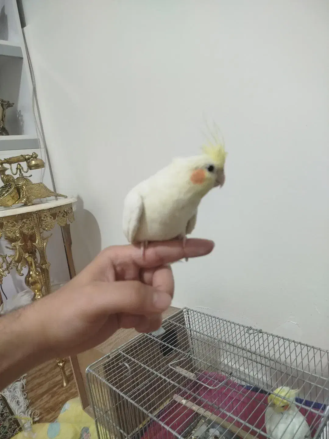 طوطی عروس هلندی|پرنده|نظرآباد, نظرآباد|دیوار