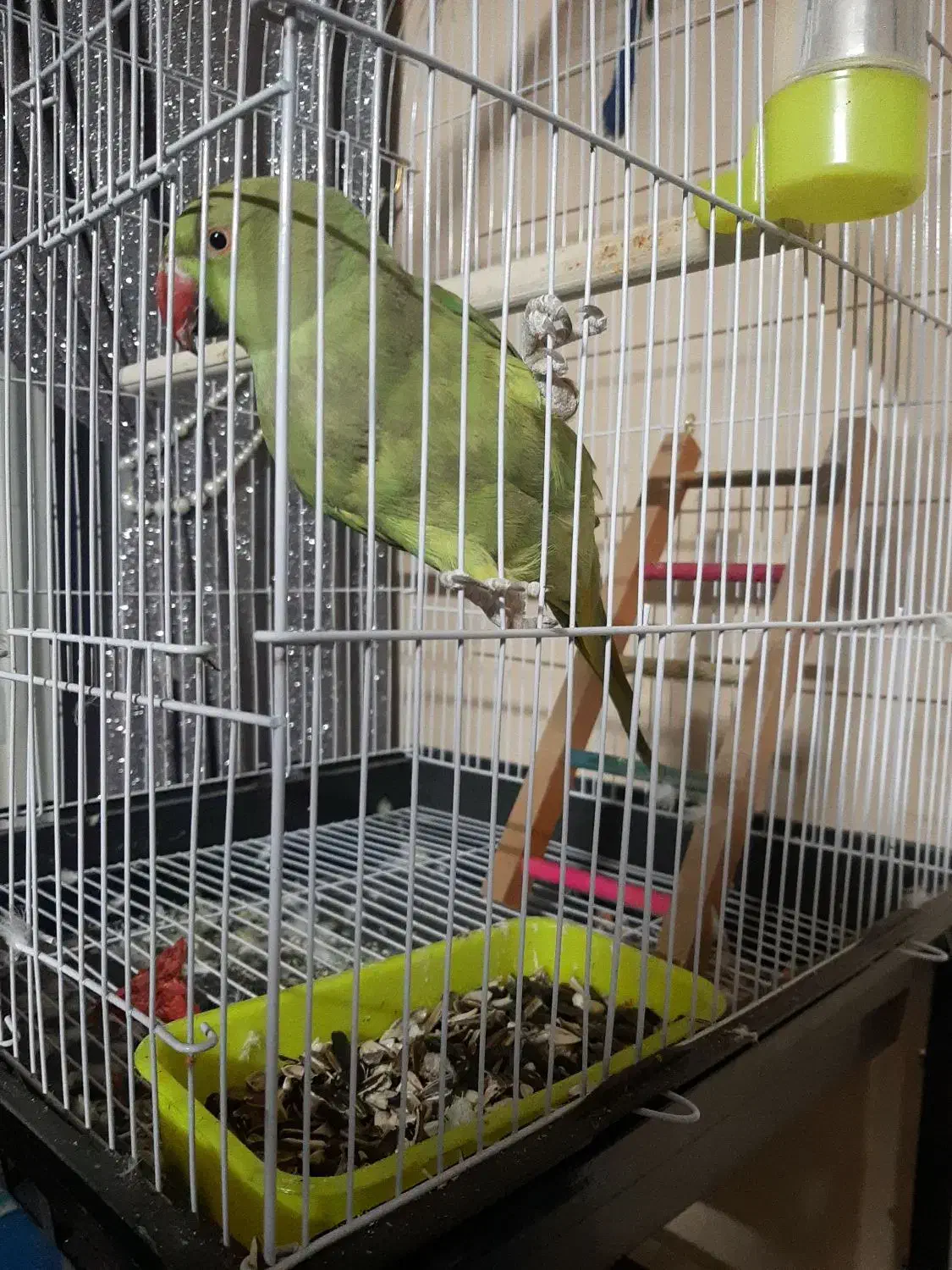 طوطی ملنگو معاوضه با صندلی راک یا مرغ عشق انگلیسی|پرنده|مشهد, شهرک امام هادی (شهرک غرب)|دیوار