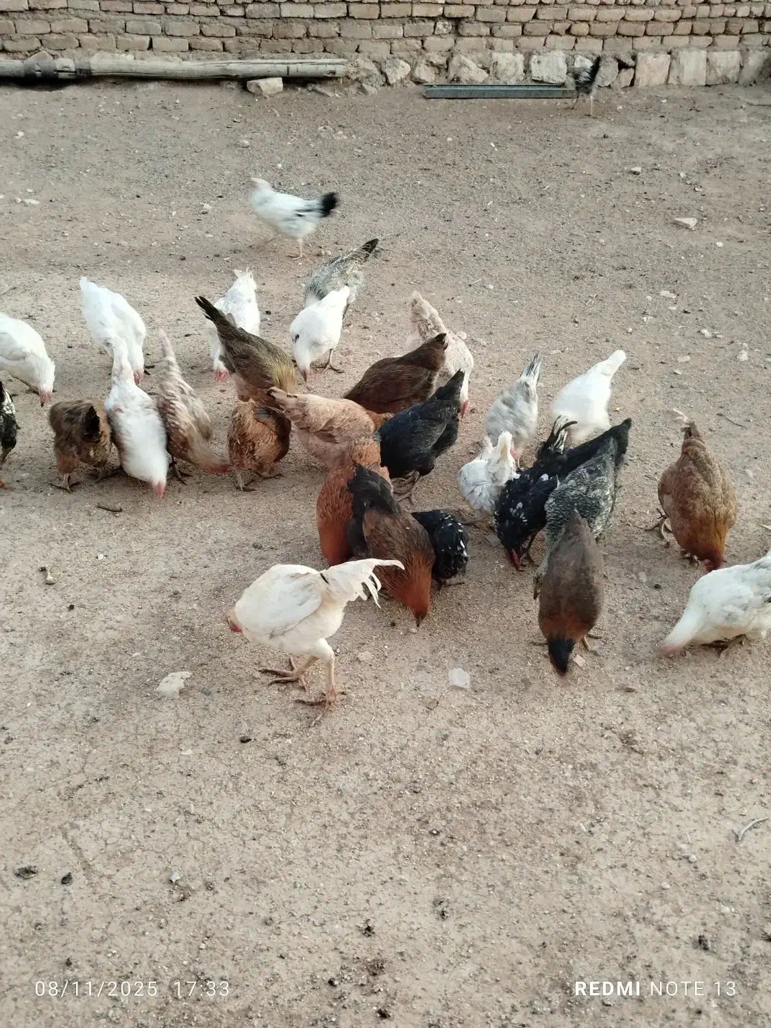 مرغ و خروس|حیوانات مزرعه|کوهدشت, |دیوار