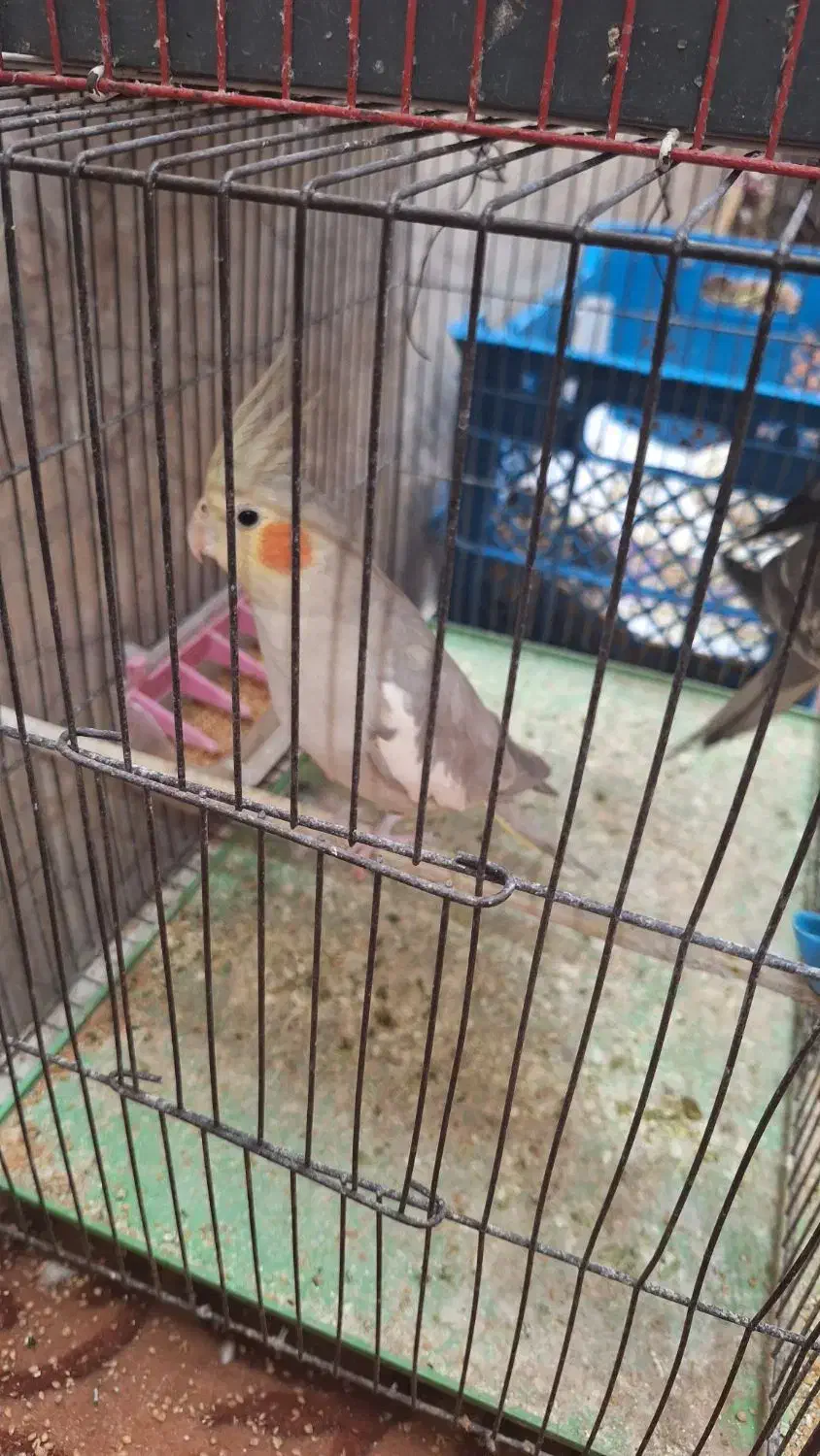 عروس هلندی|پرنده|بندر امام خمینی, |دیوار