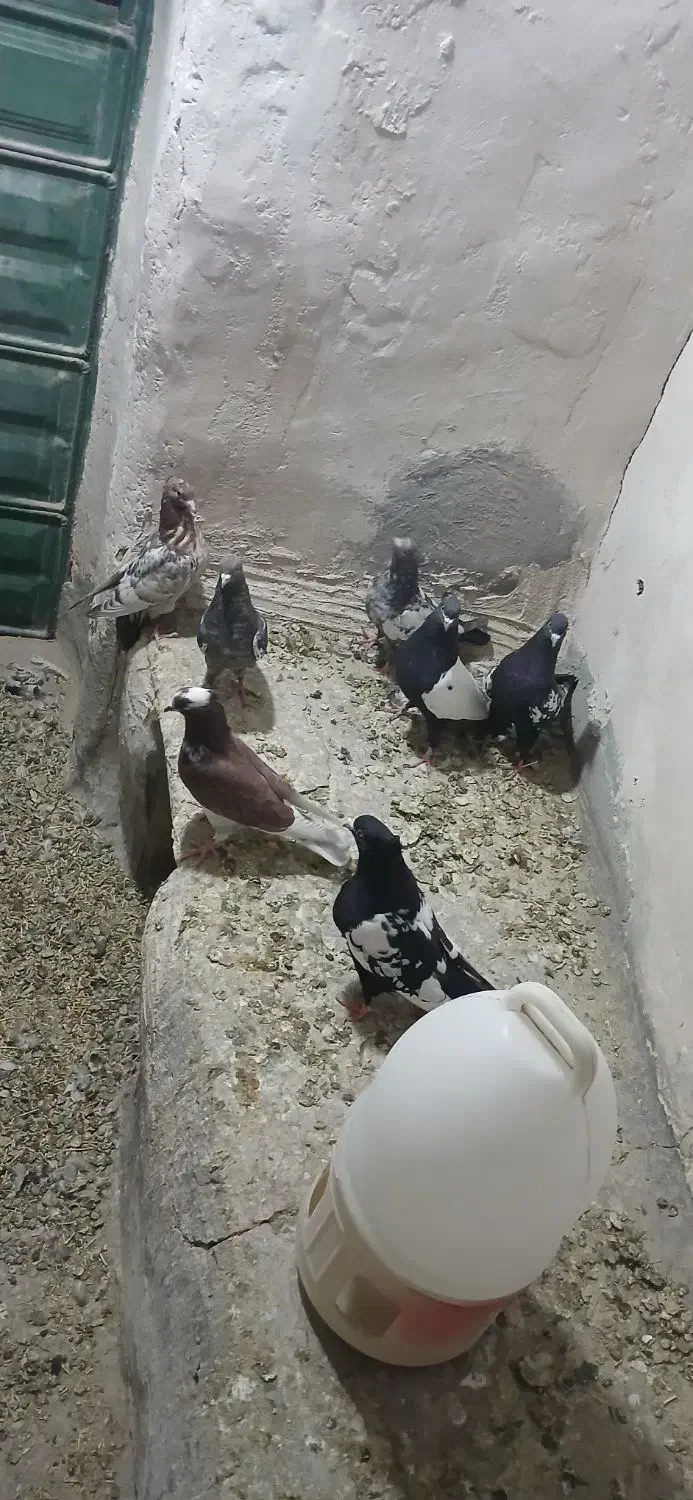 کبوتر|پرنده|کرفتو, |دیوار