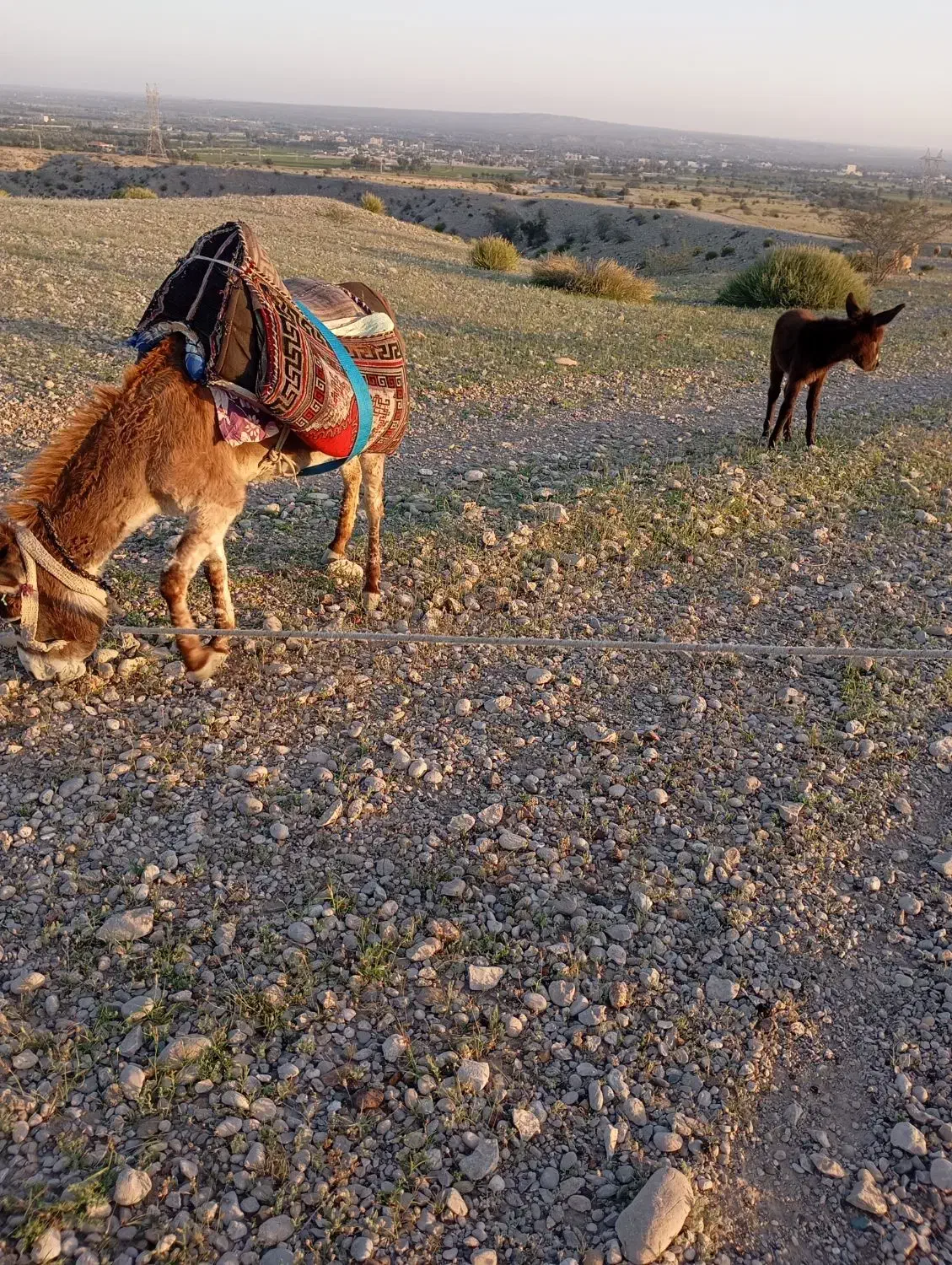 خربابچه|حیوانات مزرعه|قلعه قاضی, |دیوار