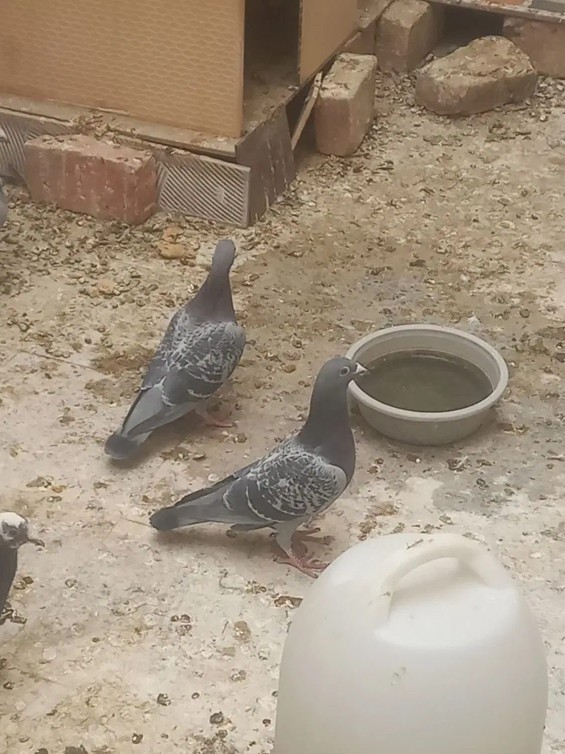 جفت مگس|پرنده|خاش, |دیوار