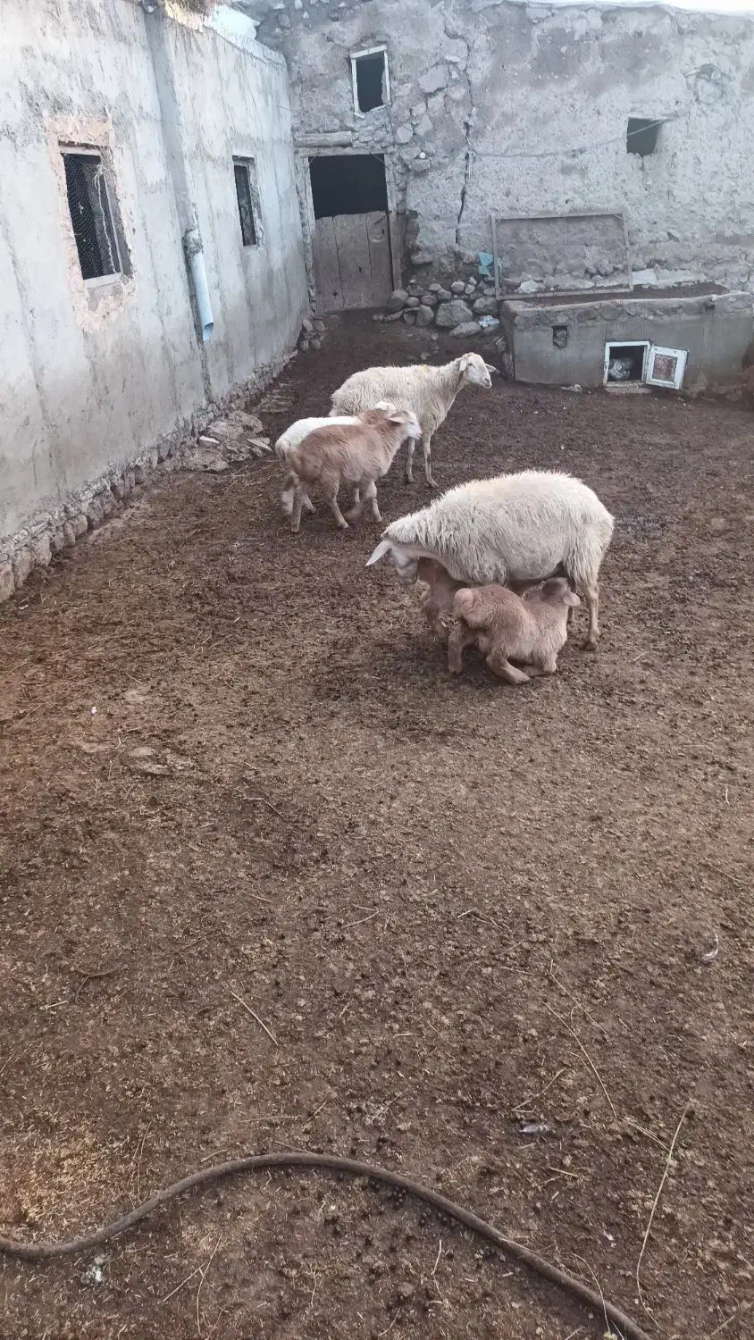 گوسفند برهدار|حیوانات مزرعه|مشگین شهر, |دیوار