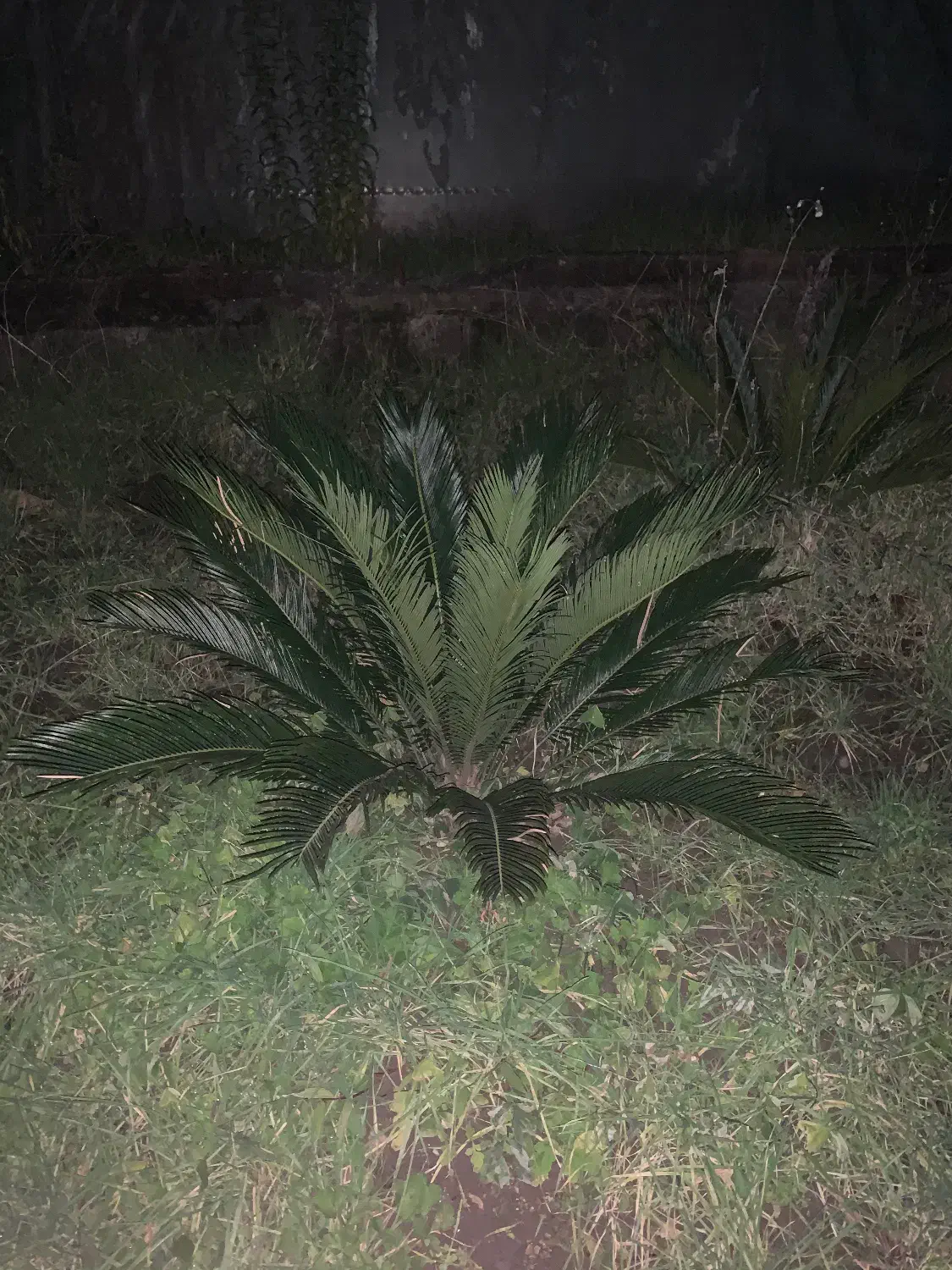 فروش سیکاس|گل و گیاه طبیعی|رشت, معلم|دیوار