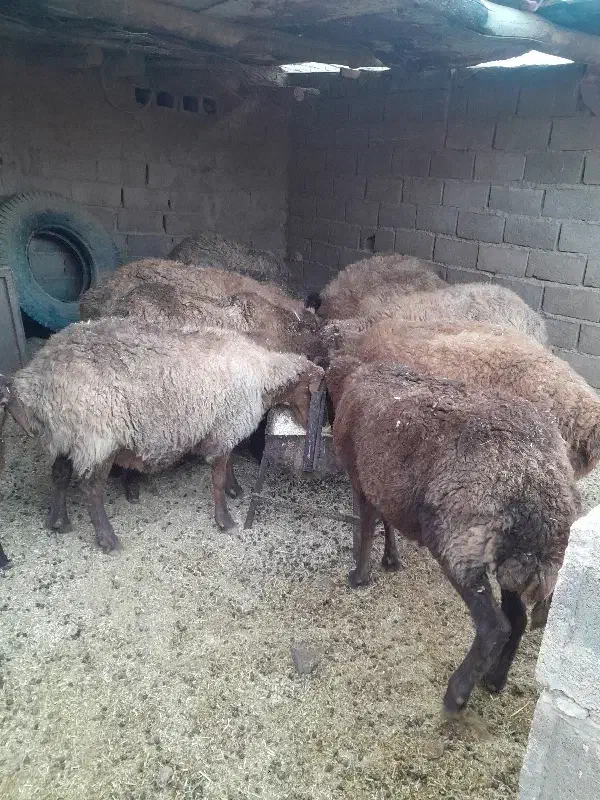 تعداد ۱۲ راس گوسفند فروشی.|حیوانات مزرعه|سلیمان, |دیوار