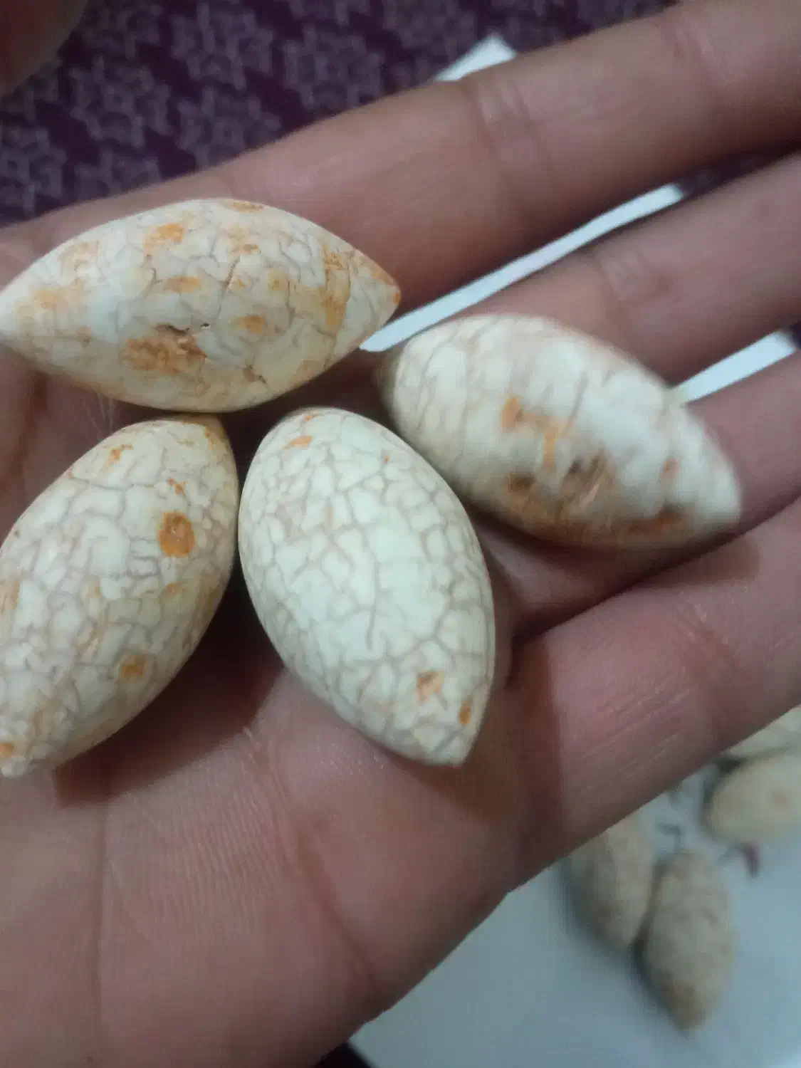 پاکستانی|جواهرات|گرگان, |دیوار