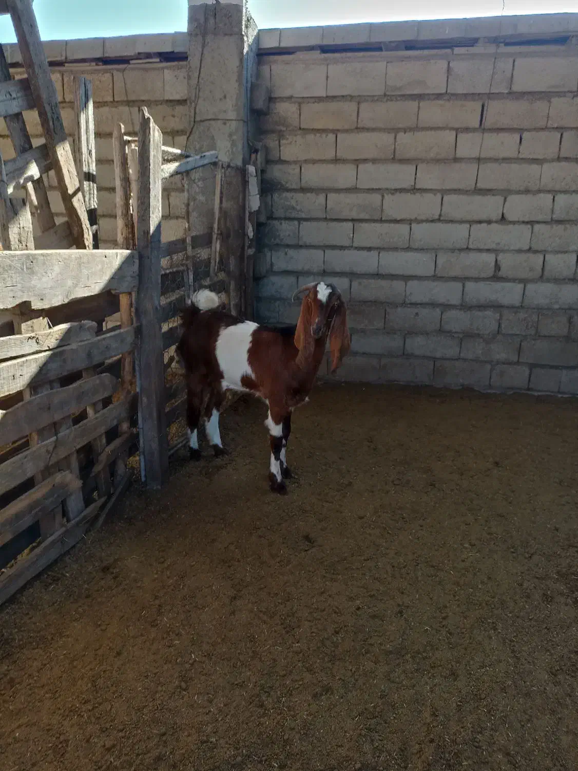 بز پاکستانی|حیوانات مزرعه|خان ببین, |دیوار