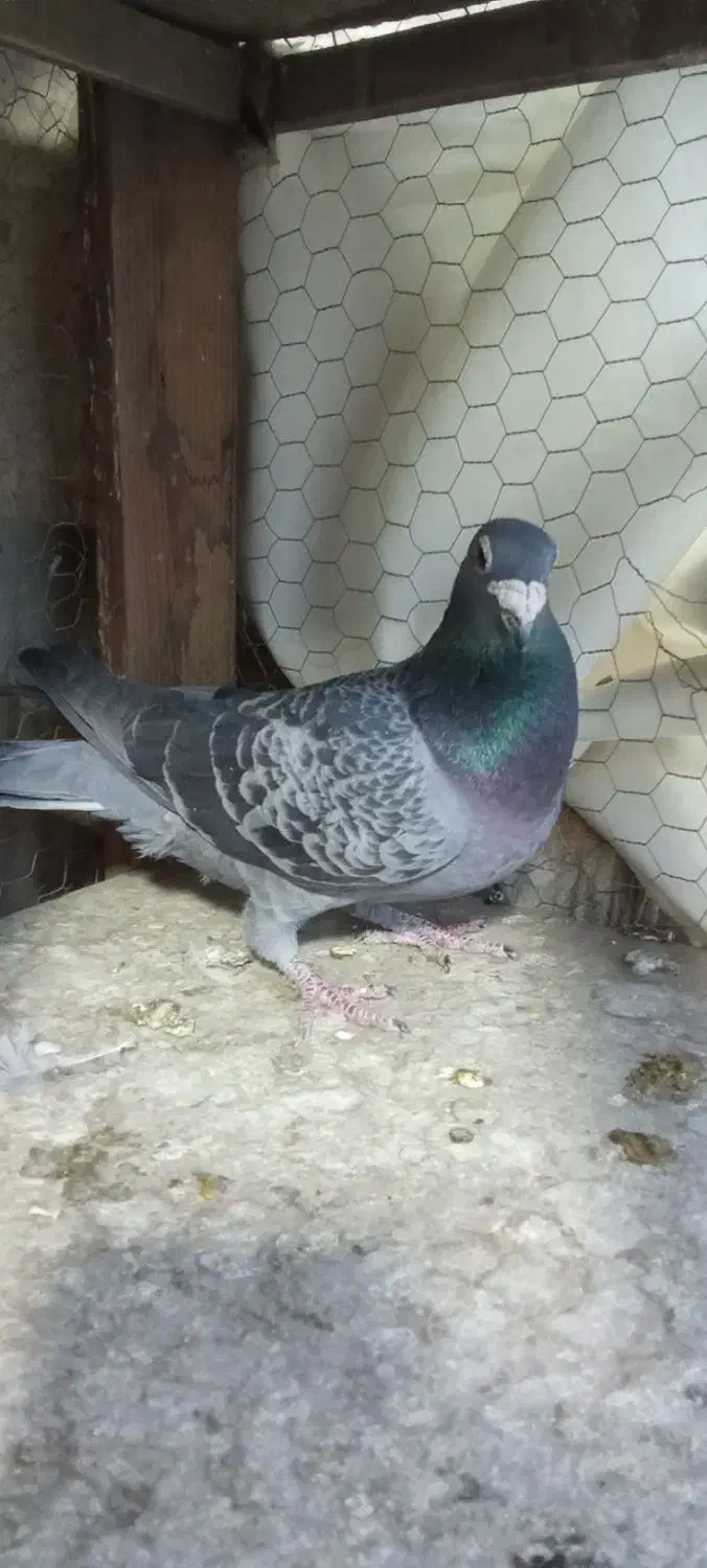 دوتا کفتر غریب  حراج|پرنده|فلاورجان, |دیوار