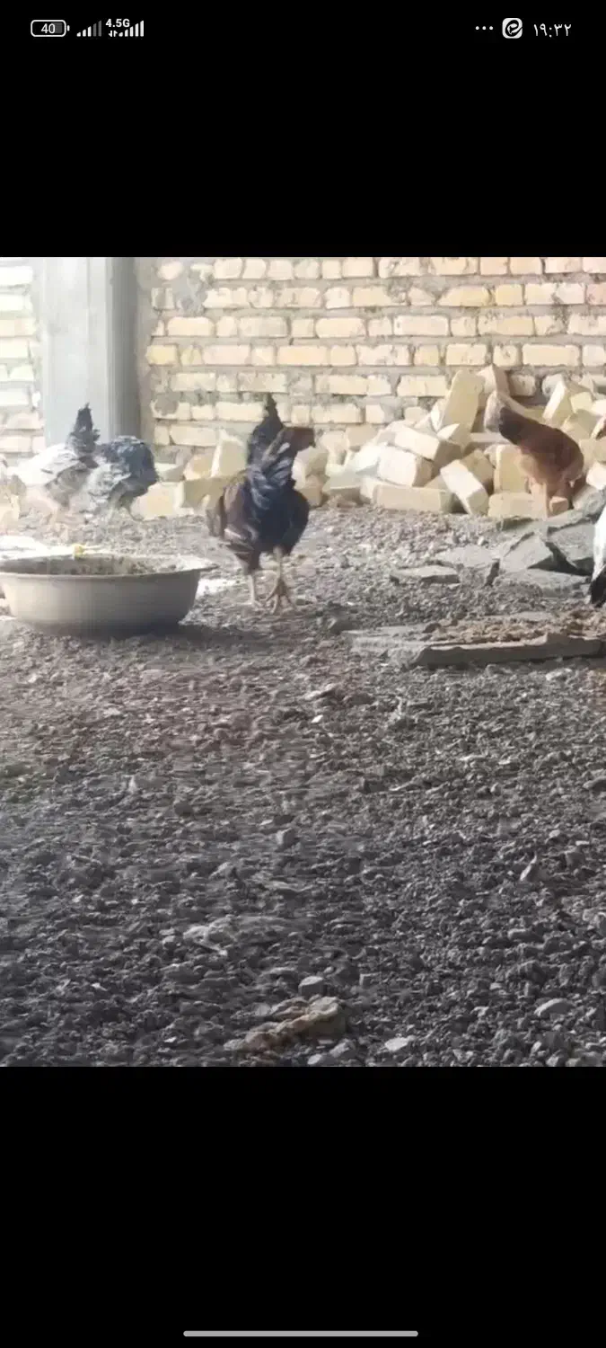 17عدد مرغ و سه عدد خروس همگی جوان|حیوانات مزرعه|ورزنه, |دیوار