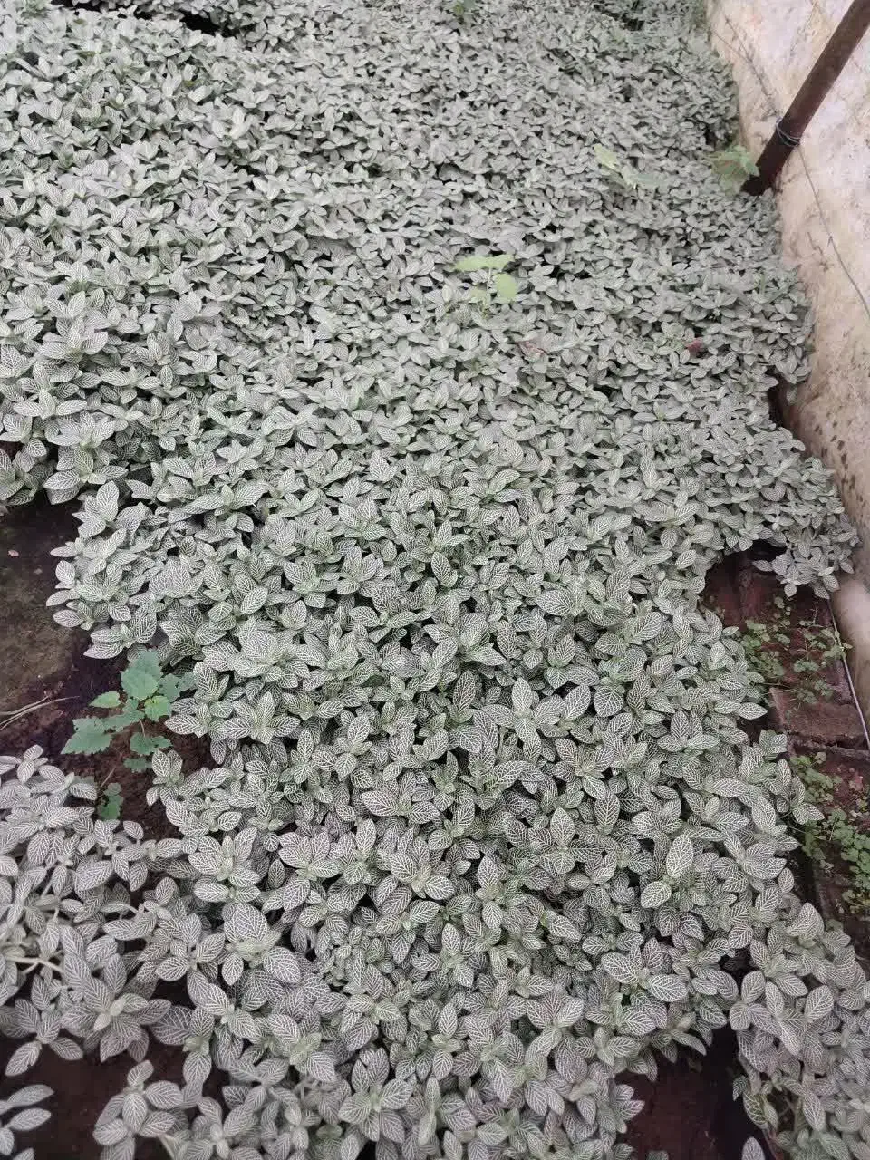 فیتونیا|گل و گیاه طبیعی|نشتارود, |دیوار