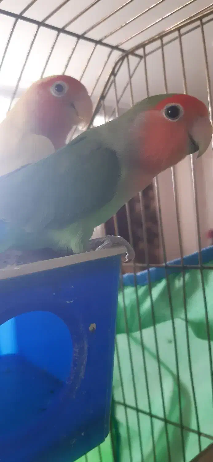 فروش دو عدد طوطی بریزلی|پرنده|شاهرود, |دیوار