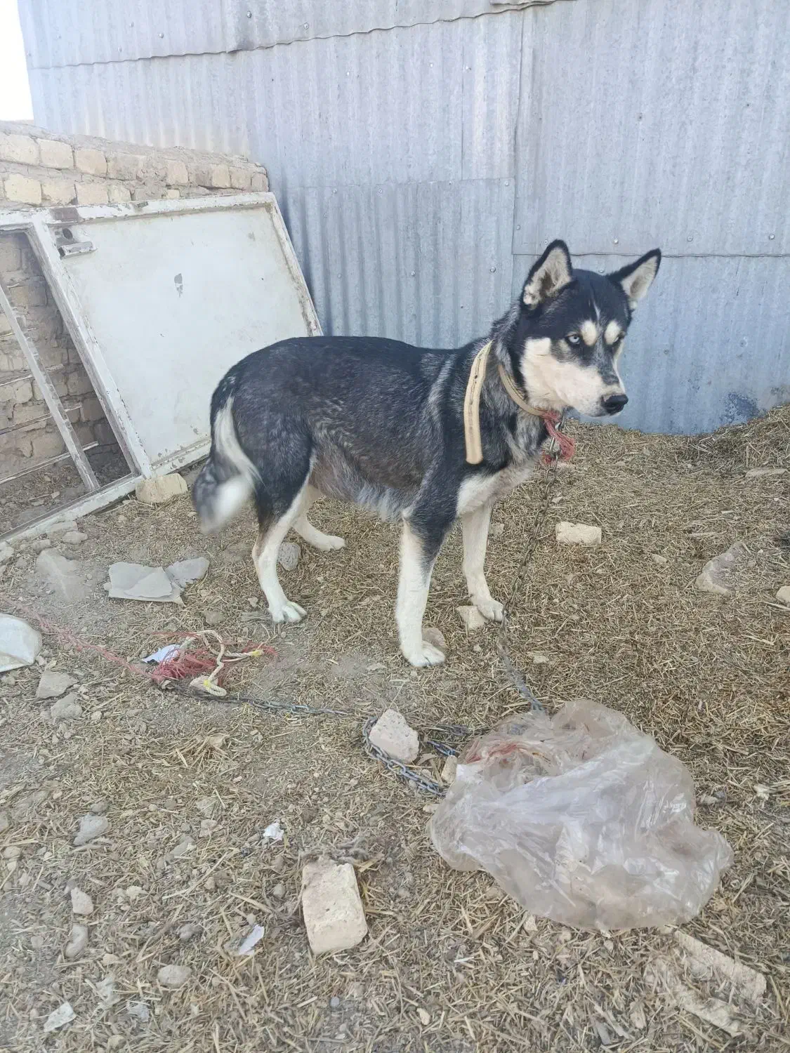 هاسکی با توله|سگ|اراک, |دیوار