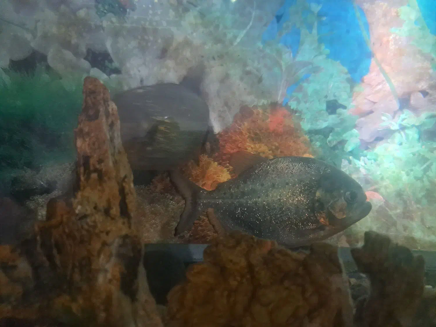 پیرانا رد بلی و الماسی|ماهی|مهاجران, |دیوار