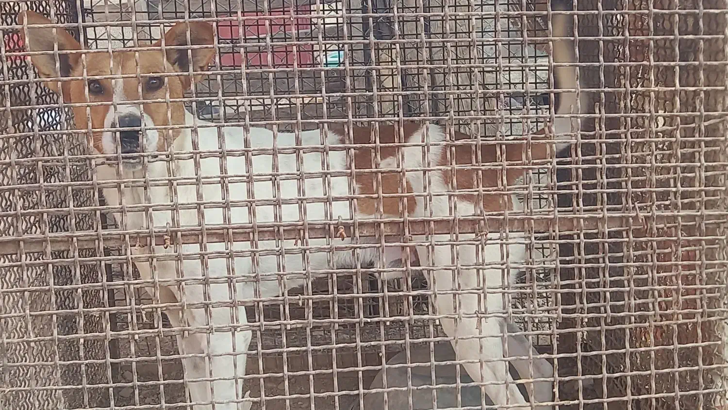 واگذاری سگ|سگ|مرودشت, ده بید|دیوار