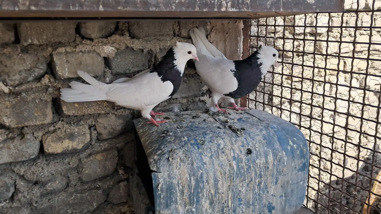طوقی|پرنده|تهران, اتحاد|دیوار